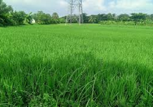 Aman cultivation