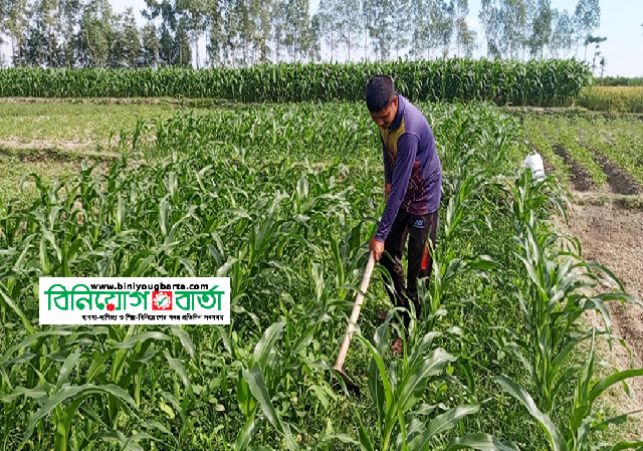 Bagura Grassland huge Crops