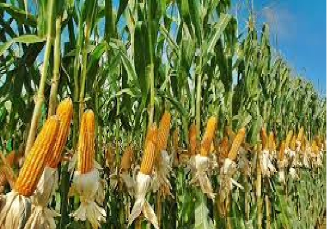 Corn Production in Kurigram 170424