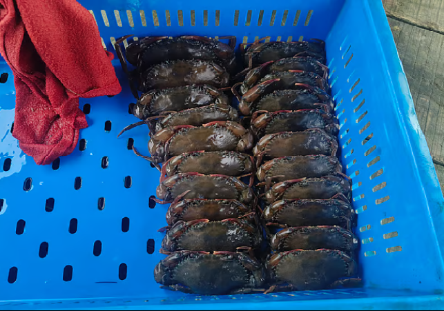 Crab Cultivation