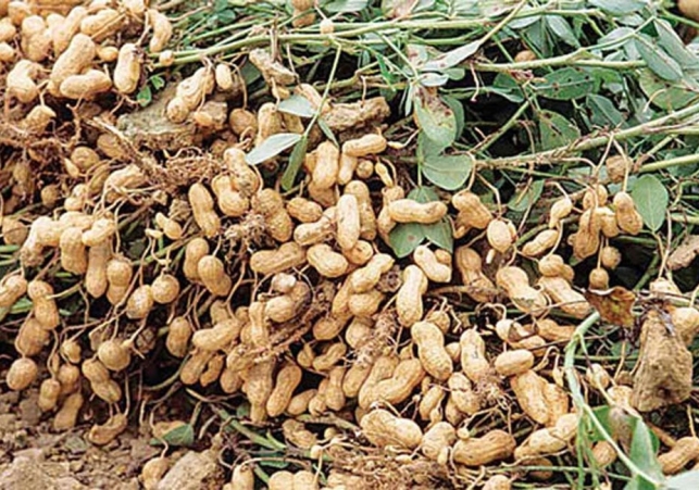 Groundnut