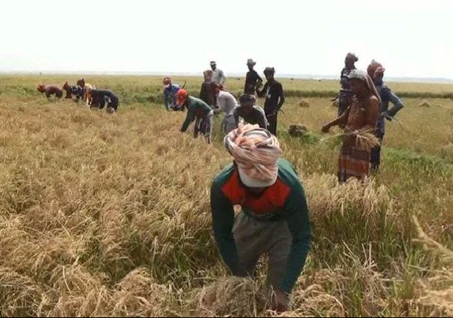 Harvesting Paddy in Netrokona 300424