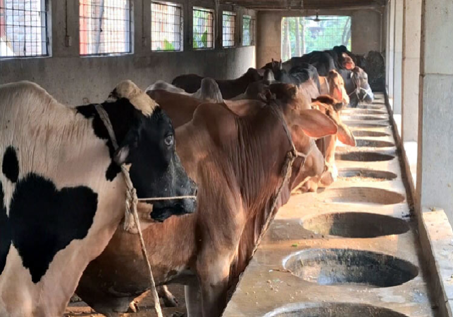 Lucky Dairy Firm