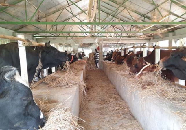 Shariatpur-dairy-farm-1-2206241329