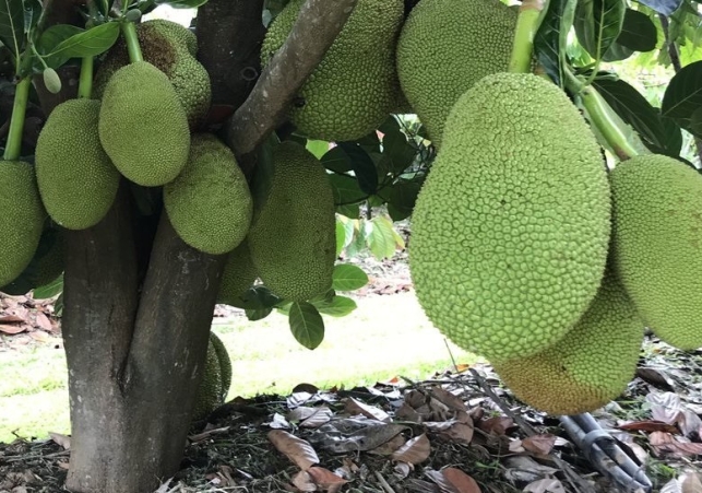 jackfruits