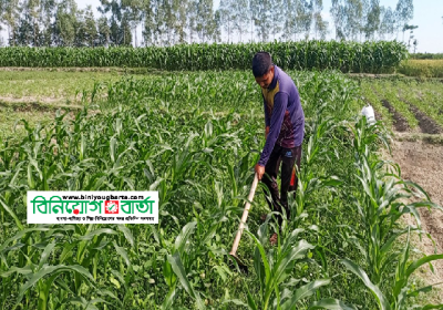 Bagura Grassland huge Crops