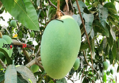Satkhira Mango on 5 May