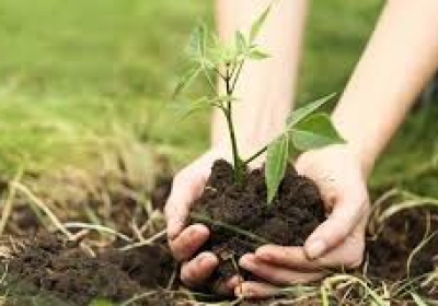 tree plantation