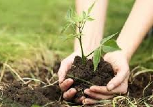 tree plantation
