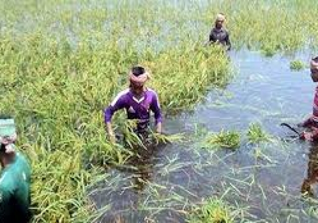 বন্যায় তলিয়ে গেছে জমির ফসল