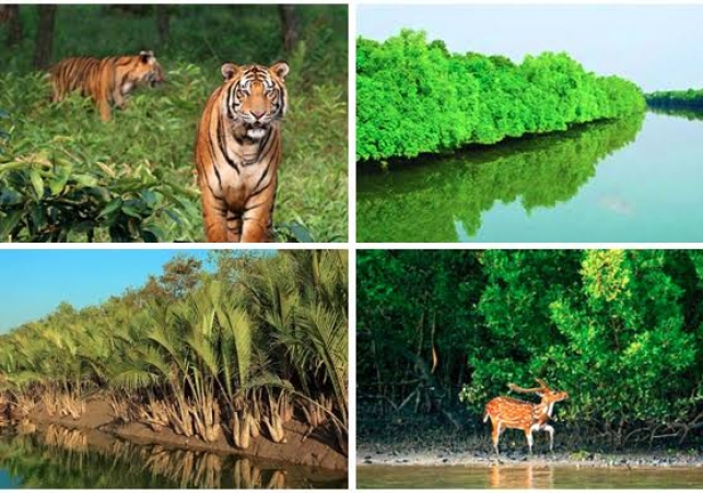 সুন্দরবন 
